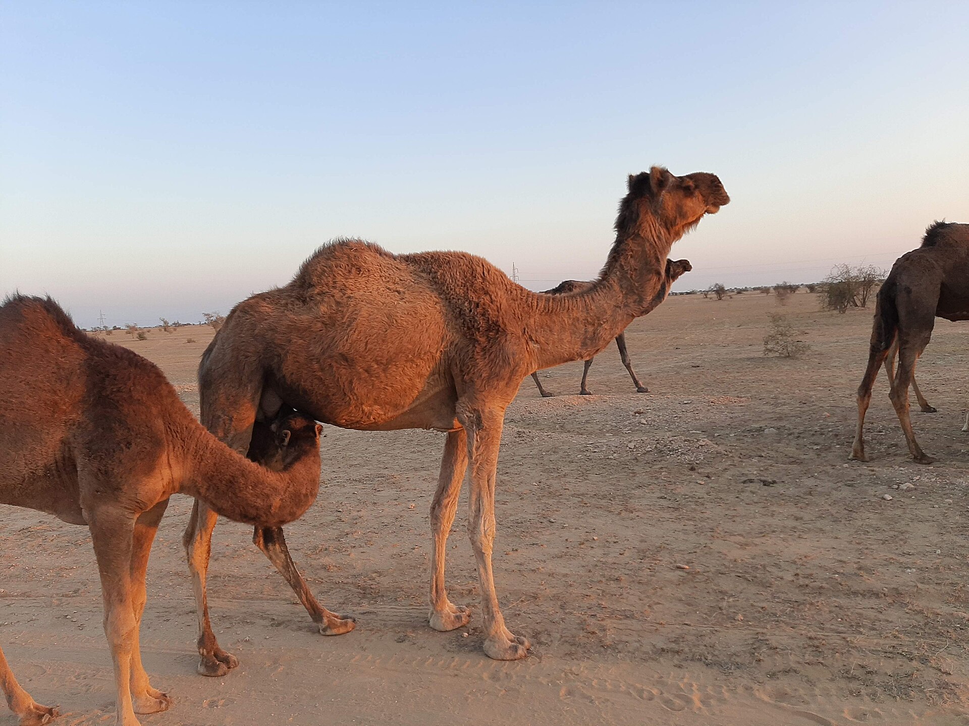 Camels in the Thar desert near Jaisalmer